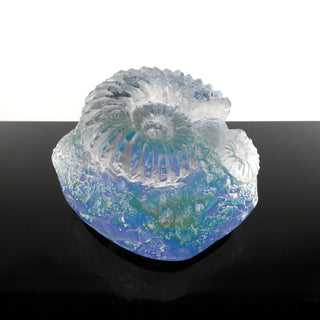 Aural Ammonite Fossil