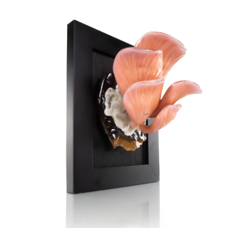 'Pink Oyster Mushroom I' | Glass Wall Sculpture
