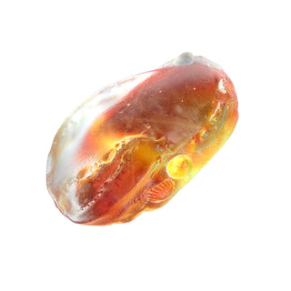 Aural Sunset Lobster Claw