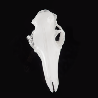 'Prion' | Glass Deer Skull